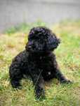 Maltipoo F1 samczyk z Dokumentami