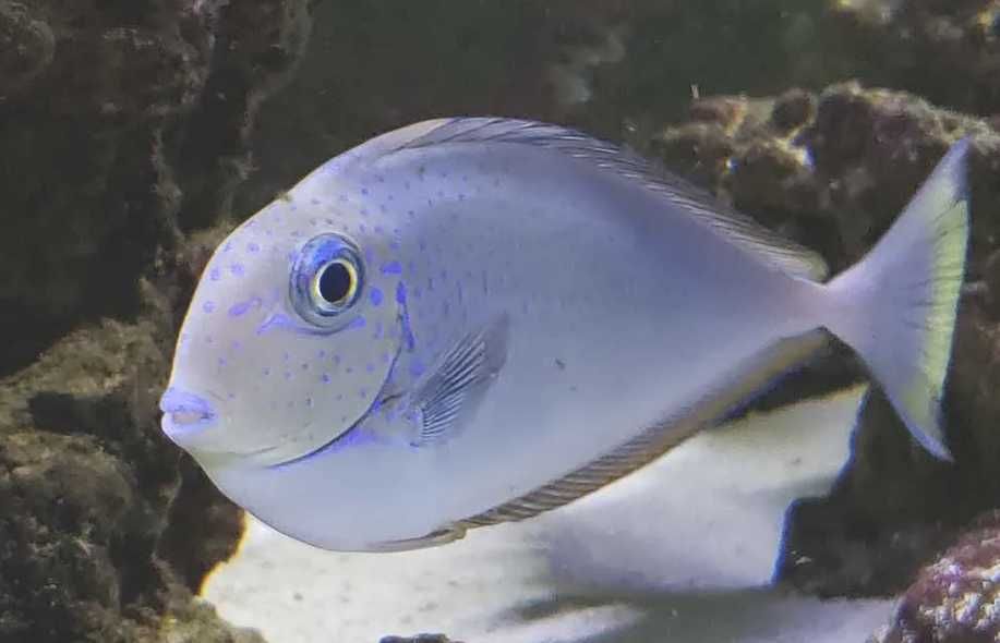 Naso vlamingii [Ryba morska] [Akwarium morskie]