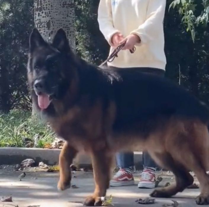 Цуценята німецької вівчарки