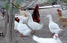 ovos de pato pequim