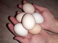 інкубаційне яйце бірківська барвиста