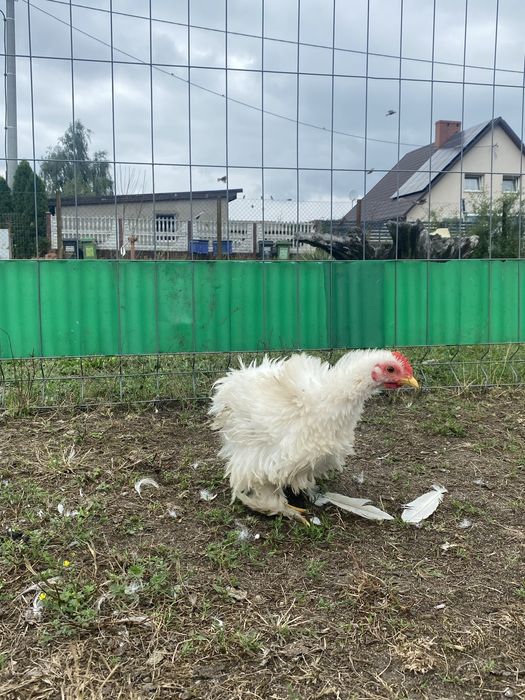 Kochniy minaturowe młode  kogutki