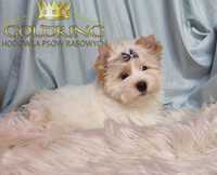 Yorkshire Terrier Golddust piesek