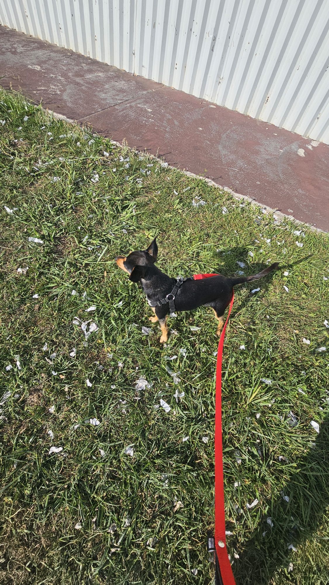 Pincher Macho puro