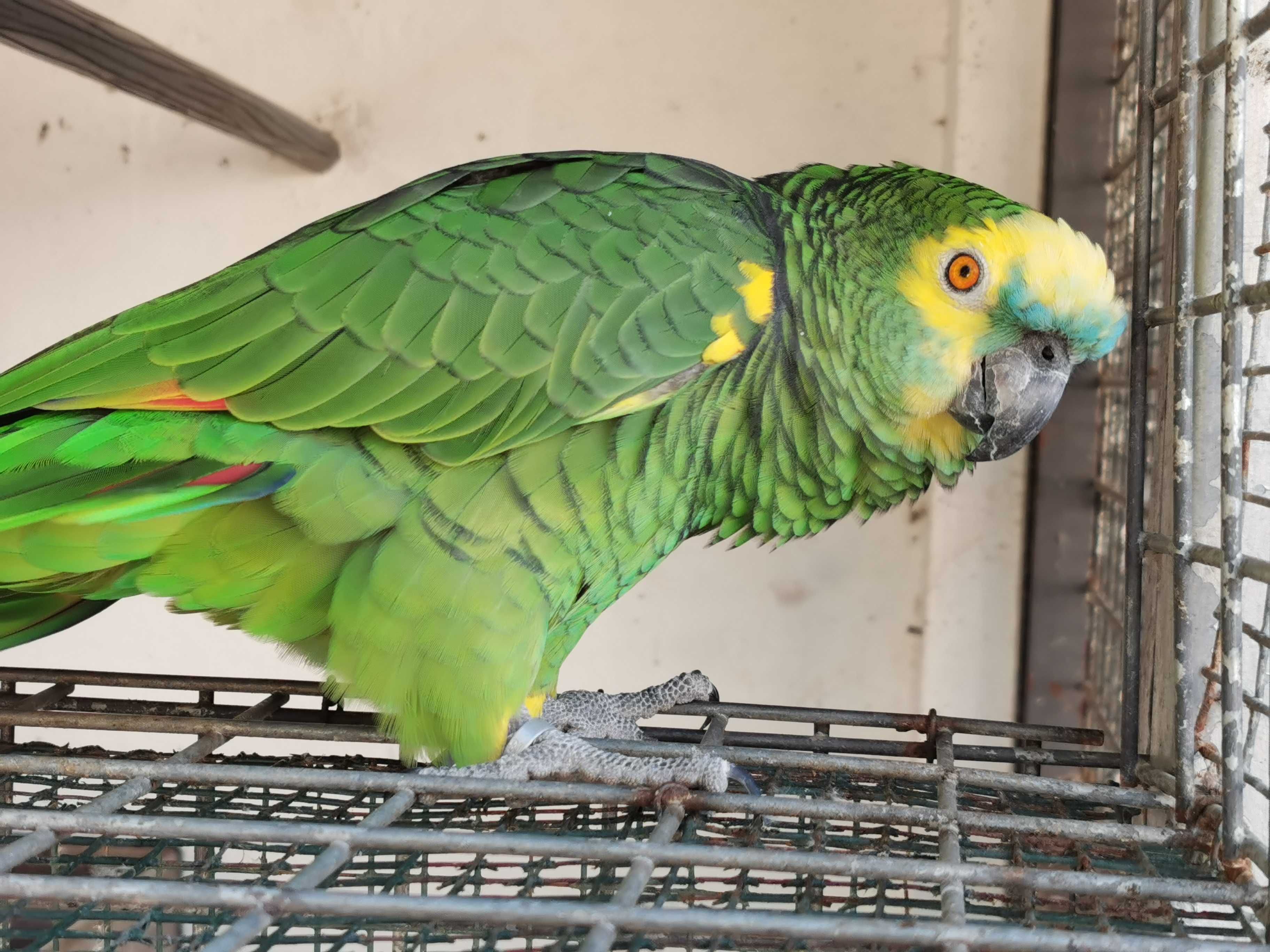 Papagaio Amazona Aestiva e papagaio cinzento
