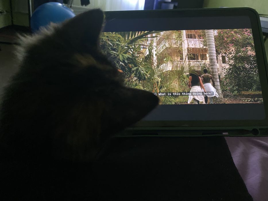 Энергичный котенок ищет дом (девочка)