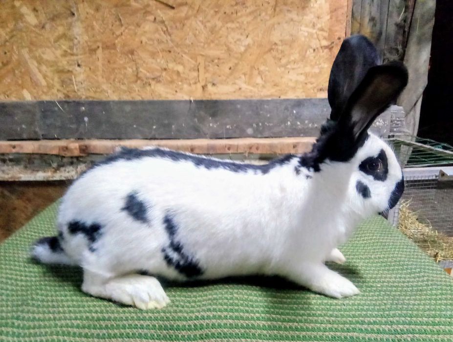 Srokacz niemiecki (samiec)