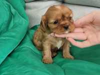 Cavalier King Charles Spaniel - rubinowa suczka