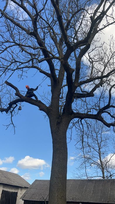 Alpinistyczna wycinka  i pielegnacja drzew/Czyszczenie dzialek
