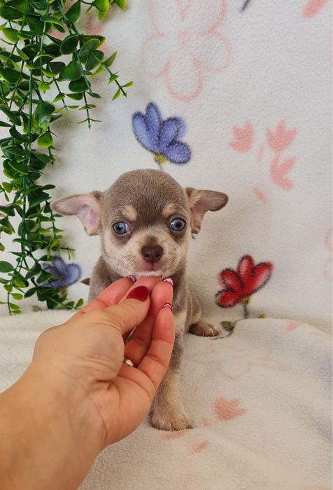 Estupendo mini Lilac Tan Chihuahua/Chiuaua de Qualidade