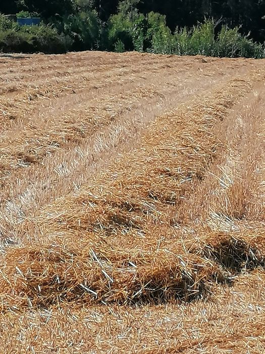 Fardos de palha de Aveia, Triticale e Erva Nascediça