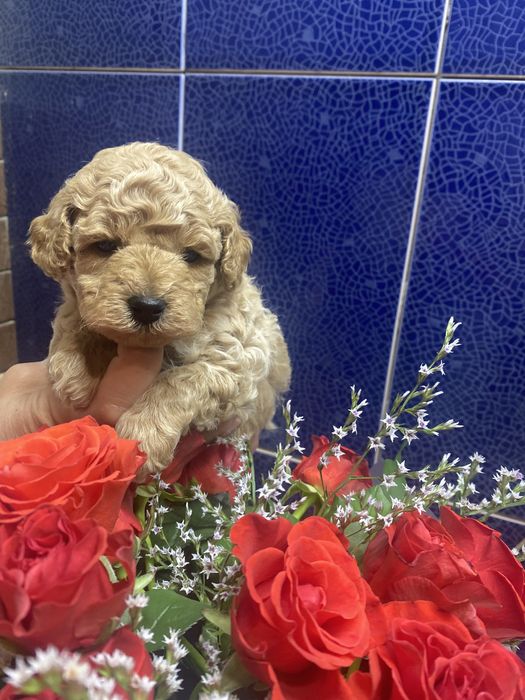 Маленький хлопчик