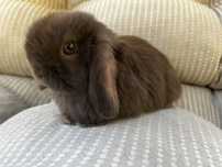 Mini lop samiczka