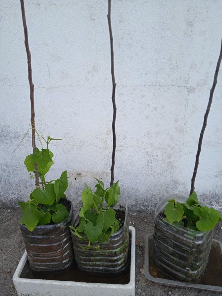 Vendo chuchus para transplantar, não tem picos.