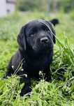 Labrador Retriever samczyk ZKwP/FCI