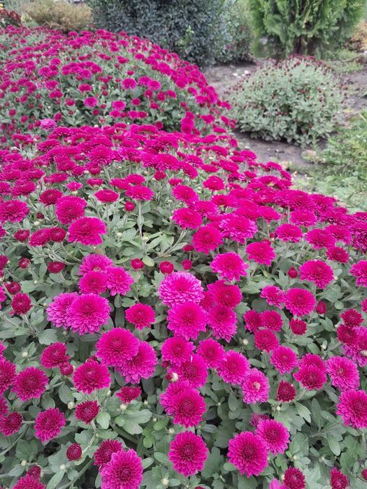 Хризантема мультифлора