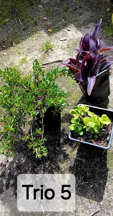 Trio de suculentas em vaso