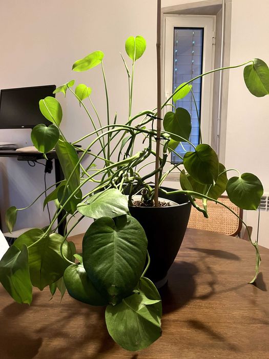 Monstera deliciosa