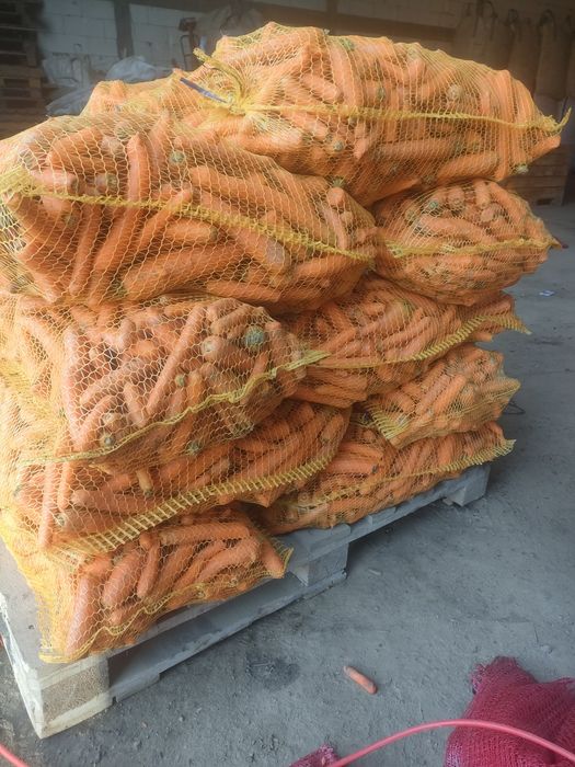 Marchew odpadowa, buraki tegoroczna transport