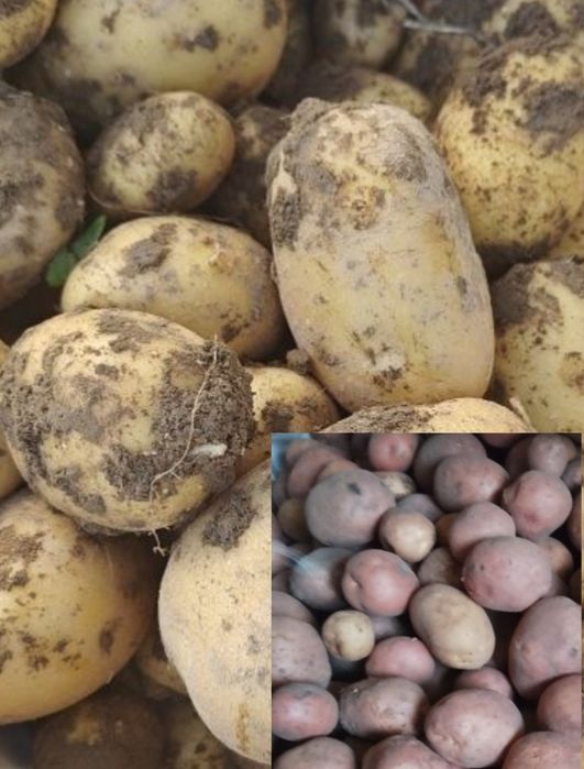 Sprzedam ziemniaczki Bela Rosa i Vineta