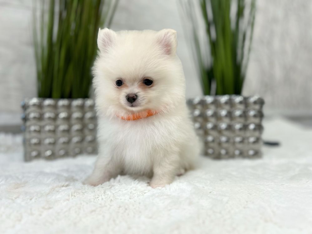 Szpic miniaturowy pomeranian, suczka cream, kremowa!