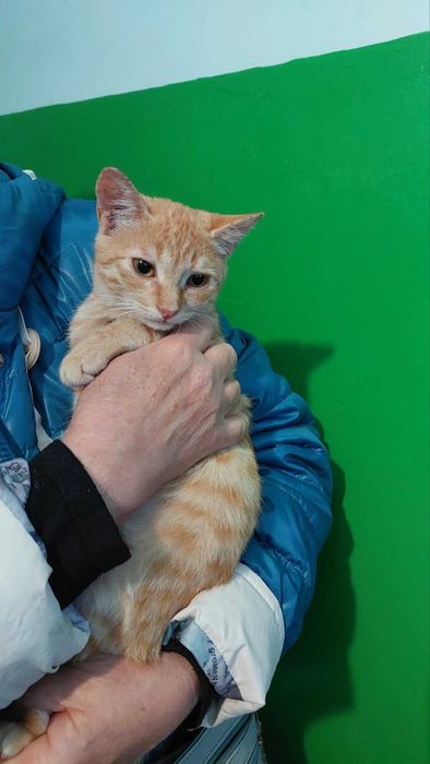 Рыжий котенок в добрые руки