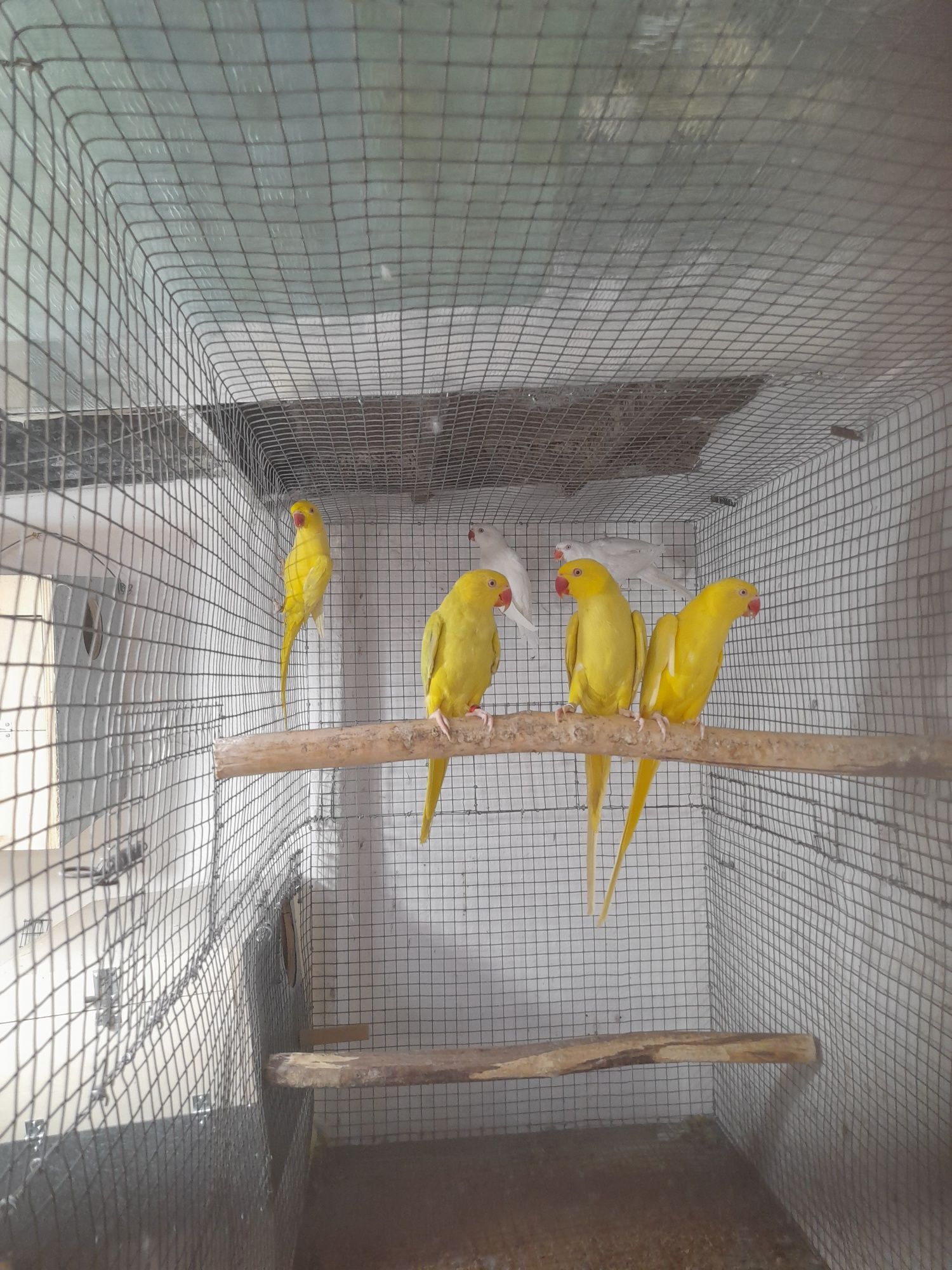 Ring Necks M / F