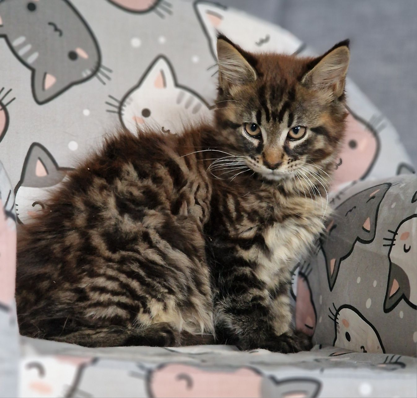 Maine Coon kot gotowy do odbioru