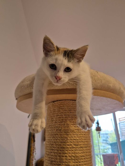 5 miesięczna trikolorka do adopcji