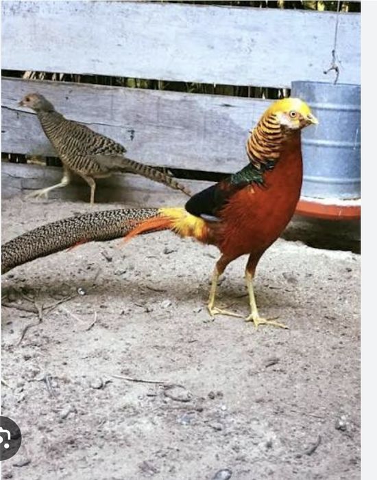 Casal faisão dourado