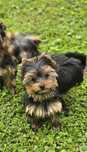Yorkshire Terrier ZKwP/ FCI