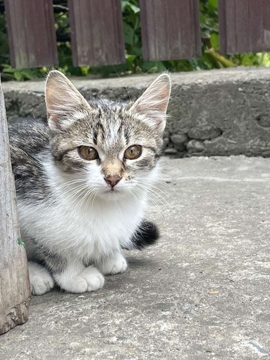 Віддам в хороші руки