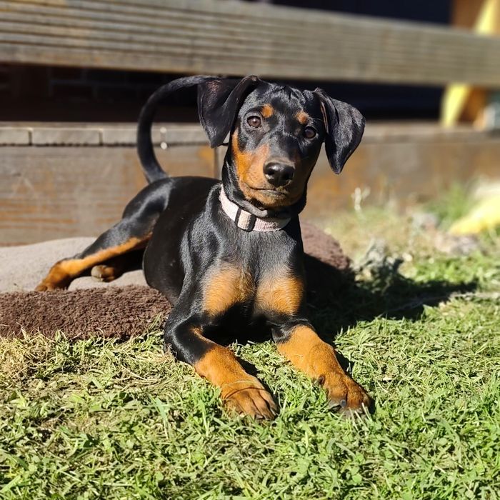 Suczka - pinczer średni - Shimmer