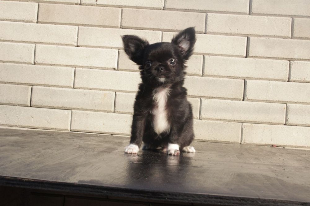 Мальчики и девочки чихуахуа разного окраса.