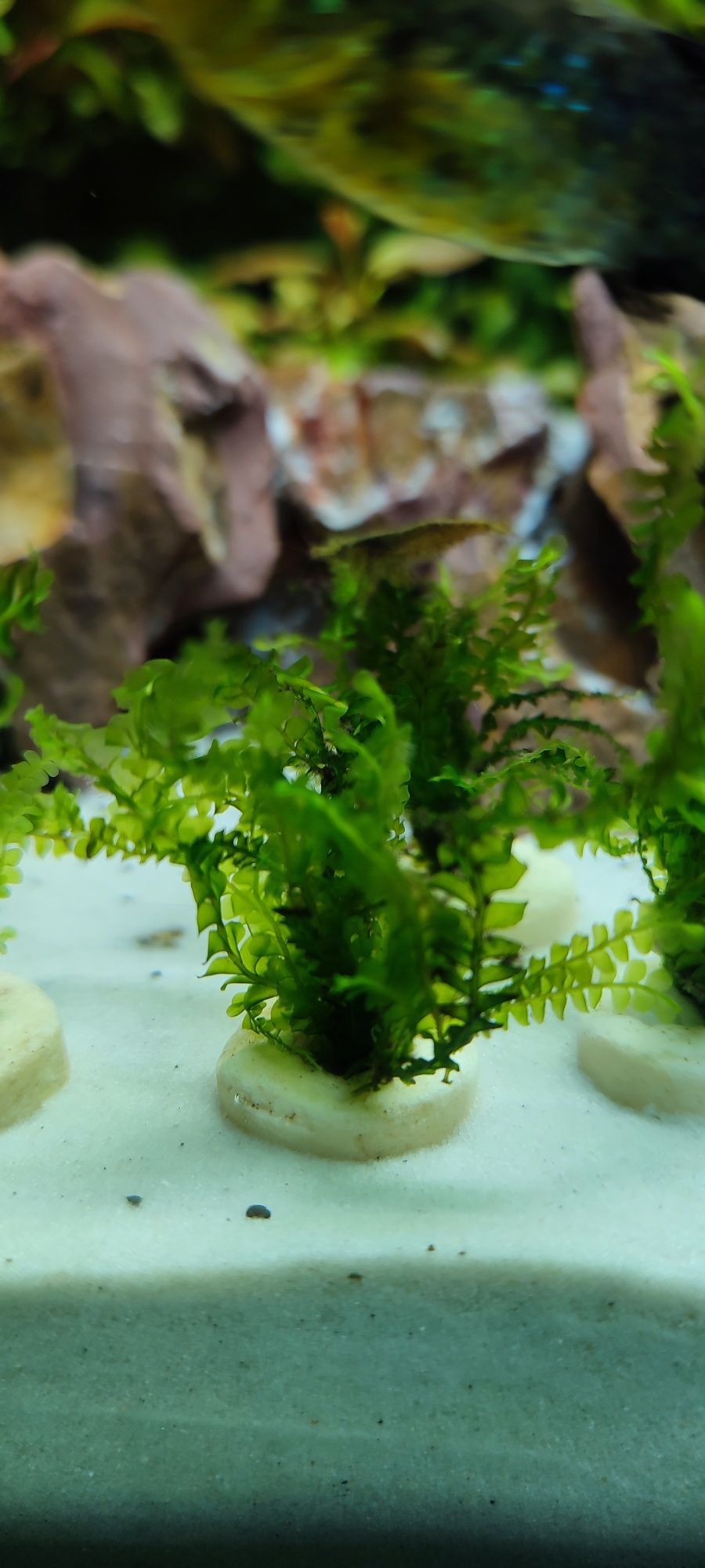 Cameroon Moss, mech do akwarium