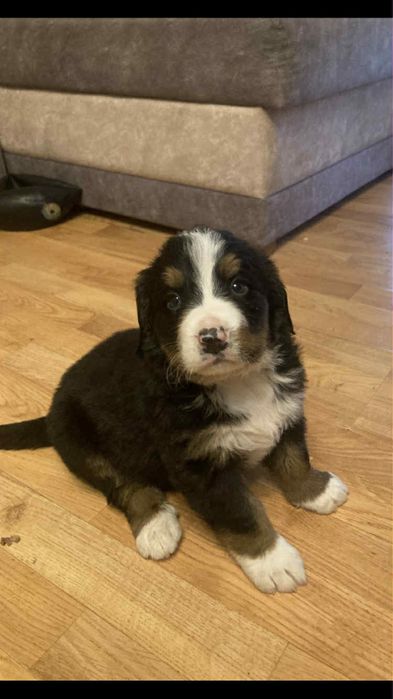 Bernenski Pies Pasterski