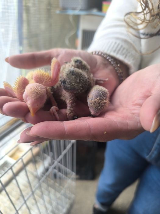 Agaponis para criar a mão