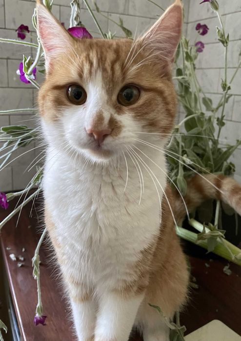 Zaginął Kot Rudo Biały młody kocurek Grzymalin Poszukiwany