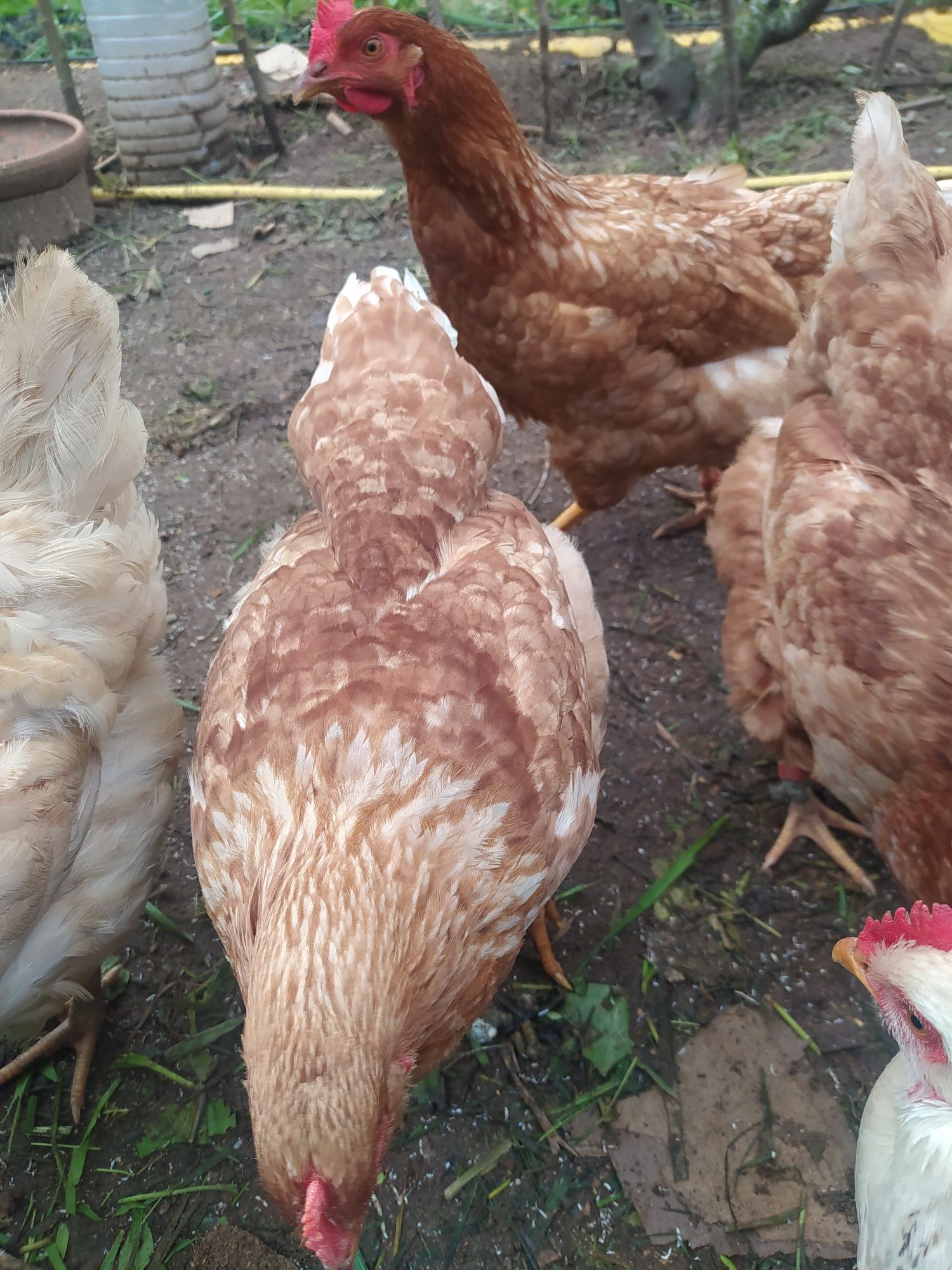 Ovos "M" Galinhas Caseiras, Criadas  campo