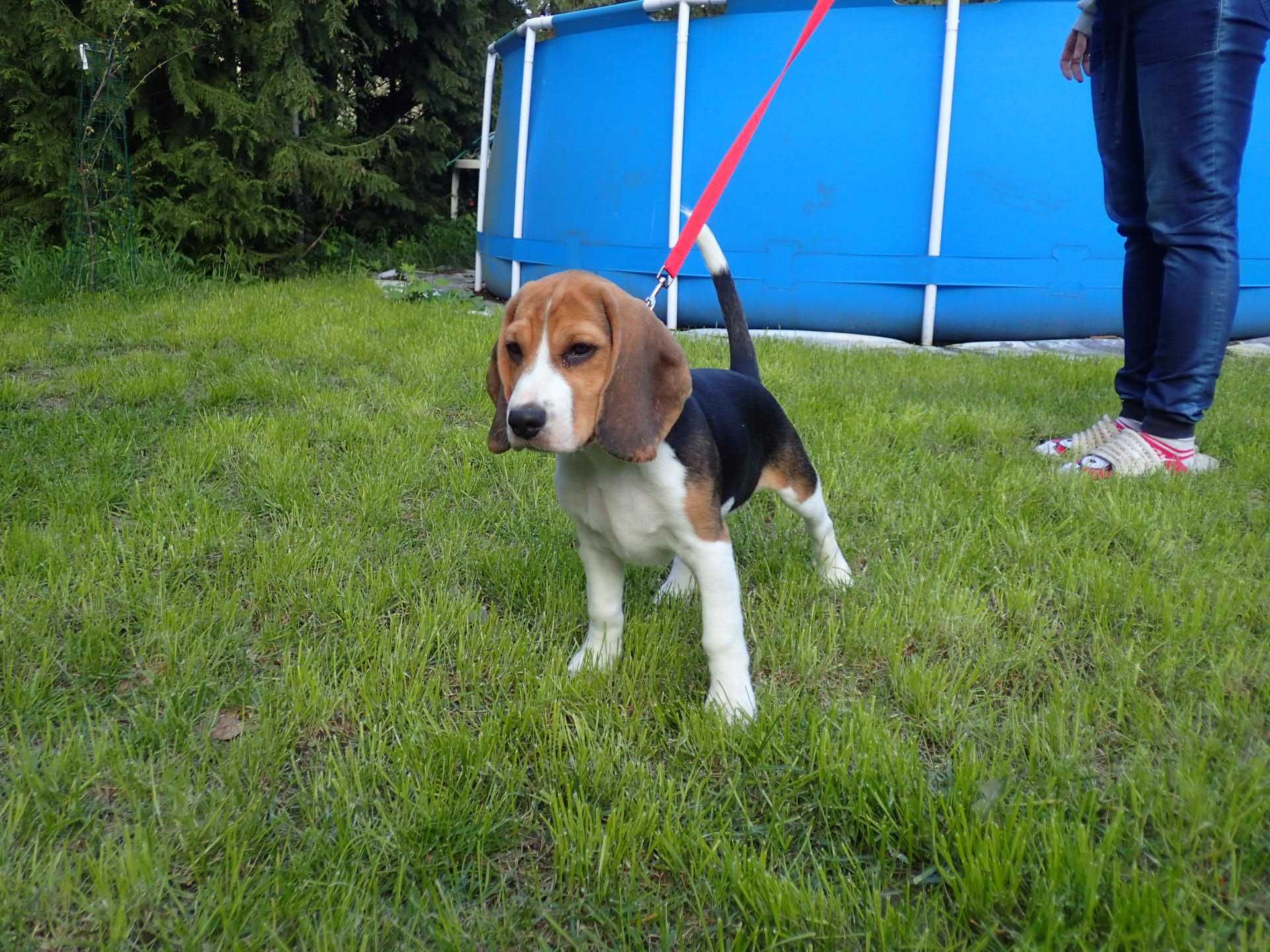 Beagle Tricolor szczeniak