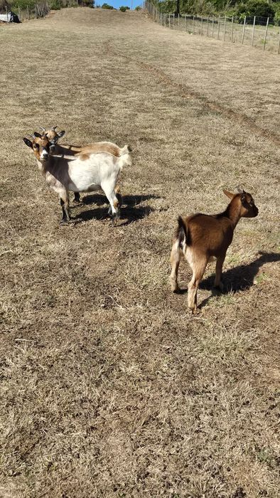 Cabras anãs fêmeas para venda