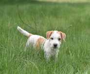 Jack Russell Terrier–piękna suczka, gotowa na nową rodzinę! ZKwP FCI!