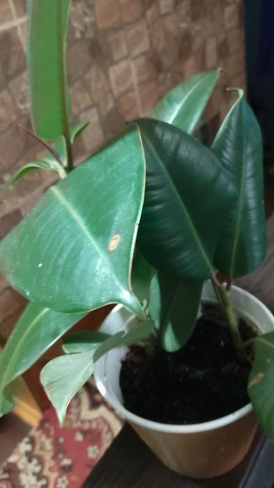 Фікуси та драцена запашна