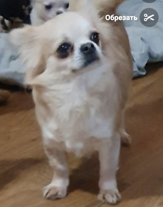 Девочка длинношерстная чихуахуа