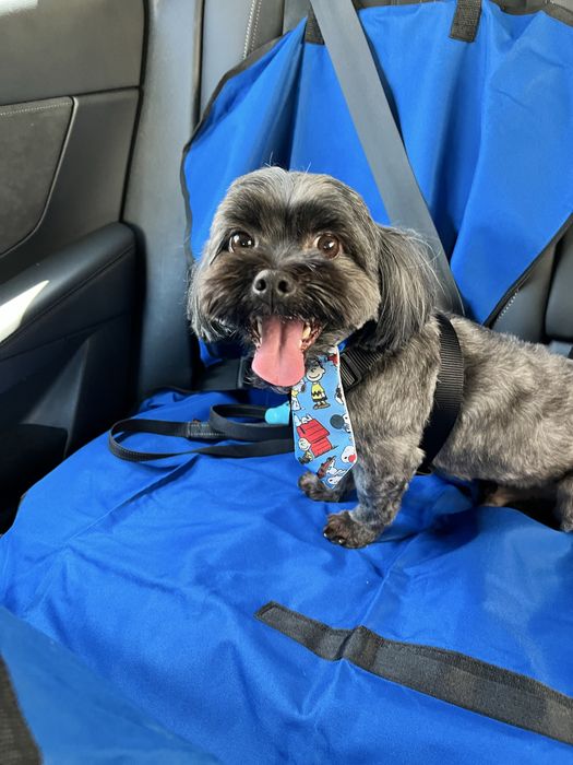 Procura-se “namorada” para o Flip (cão) - Lhasa Apso