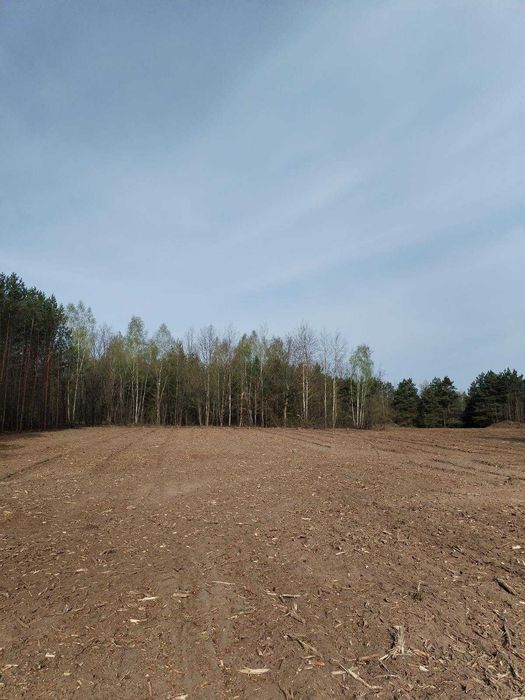 Wycinka Drzew, porośnietych działek i lasów! Tanio !