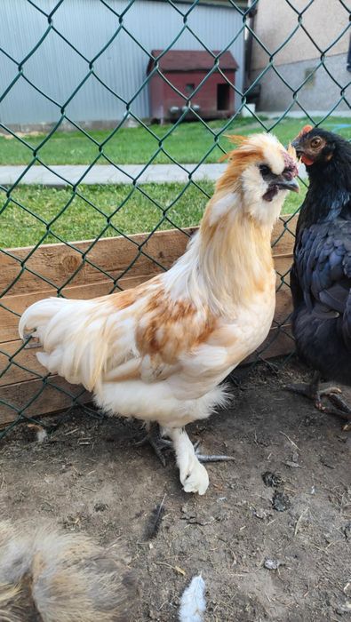 silki silka kogut i zwykłe kogutki