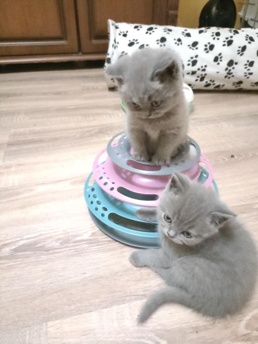 Kocurek Brytyjski niebieski