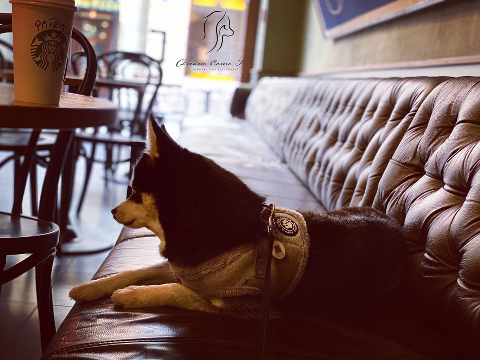 Pomsky ( Mini Husky )