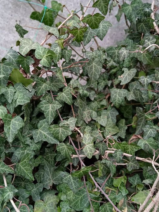 Плющ вічнозелений